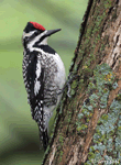Yellow-bellied Sapsucker 26 - Sphyrapicus varius