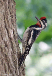 Yellow-bellied Sapsucker 3 - Sphyrapicus varius