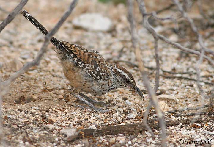 Cactus Wren - Campylorhynchus brunneicapillus