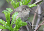 House Wren - Troglodytes aedon