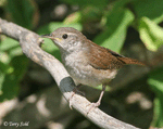 House Wren - Troglodytes aedon