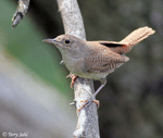 House Wren - Troglodytes aedon