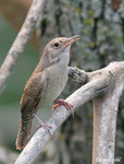 House Wren - Troglodytes aedon