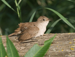 House Wren - Troglodytes aedon