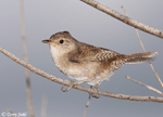 House Wren - Troglodytes aedon