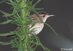 Marsh Wren 10- Cistothorus palustris
