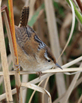 Marsh Wren 12 - Cistothorus palustris