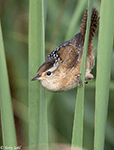 Marsh Wren 15 - Cistothorus palustris