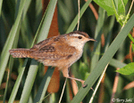 Marsh Wren 1 - Cistothorus palustris