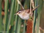 Marsh Wren 2 - Cistothorus palustris