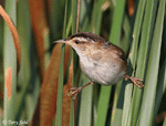Marsh Wren 5 - Cistothorus palustris