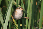 Marsh Wren 6 - Cistothorus palustris