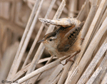 Marsh Wren 7 - Cistothorus palustris