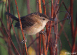 Marsh Wren 9 - Cistothorus palustris