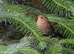 Pacific Wren - Troglodytes pacificus