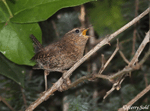 Pacific Wren - Troglodytes pacificus