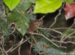 Pacific Wren - Troglodytes pacificus