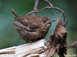 Pacific Wren - Troglodytes pacificus
