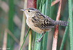 Sedge Wren 10 - Cistothorus stellaris