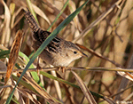 Sedge Wren 13 - Cistothorus stellaris
