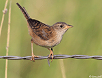 Sedge Wren 14 - Cistothorus stellaris