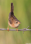 Sedge Wren 15 - Cistothorus stellaris