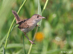 Sedge Wren 3 - Cistothorus stellaris