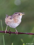 Sedge Wren 5 - Cistothorus stellaris