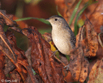 Sedge Wren 8 - Cistothorus stellaris