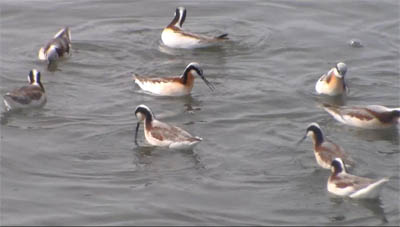 Wilson's Phalarope - Phalaropus tricolor