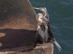 Australasian Darter 1 - Anhinga novaehollandiae