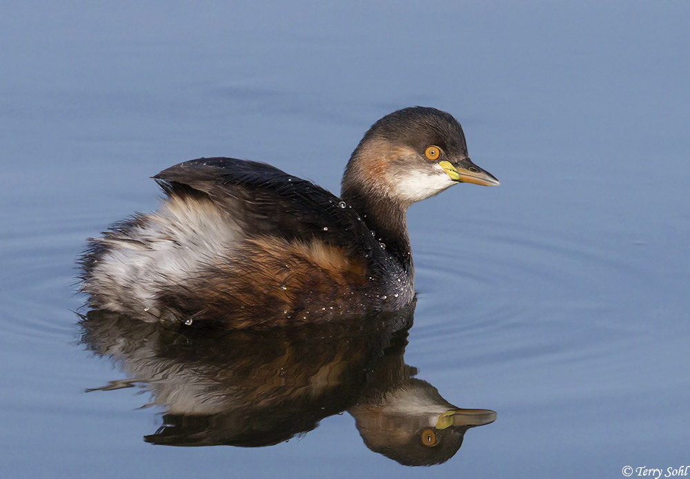 Australasian Grebe - Tachybaptus novaehollandiae