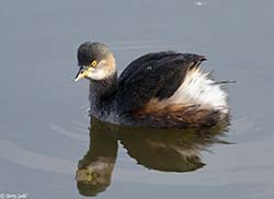 Australasian Grebe 2 - Tachybaptus novaehollandiae