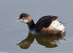 Australasian Grebe 3 - Tachybaptus novaehollandiae