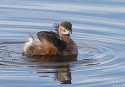 Australasian Grebe 5 - Tachybaptus novaehollandiae