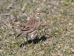 Australasian Pipit 1 -  Anthus novaeseelandiae