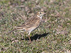 Australasian Pipit 2 - Anthus novaeseelandiae