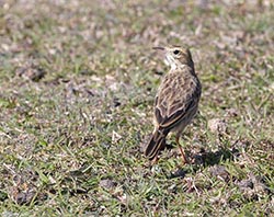 Australasian Pipit 4 - Anthus novaeseelandiae