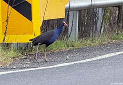 Australasian Swamphen 1 - Porphyrio melanotus