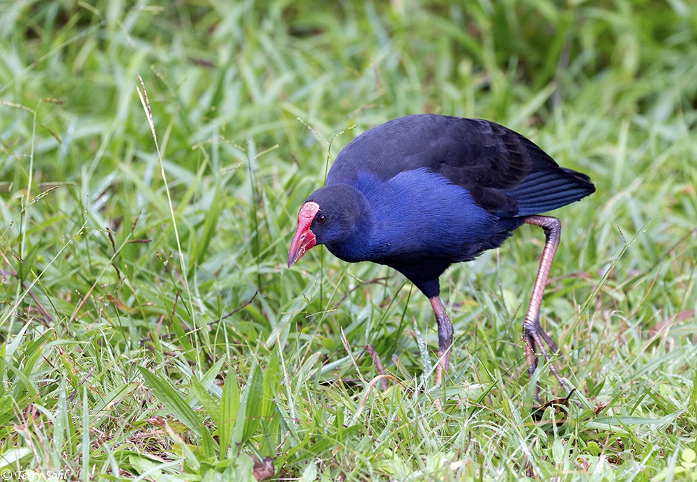 Australasian Swamphen Photos Photographs Pictures
