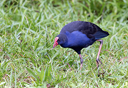 Australasian Swamphen 3 - Porphyrio melanotus