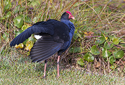 Australasian Swamphen 5 - Porphyrio melanotus