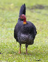Australian Brush-turkey 3 - Alectura lathami