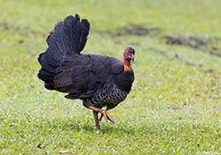 Australian Brush-turkey 4 - Alectura lathami