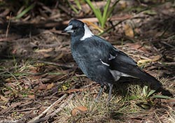 Australian Magpie 4 - Cracticus tibicen