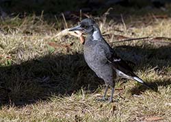Australian Magpie 5 - Cracticus tibicen