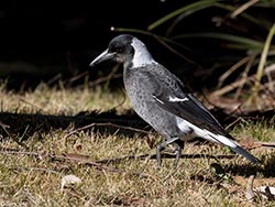 Australian Magpie 6 - Cracticus tibicen