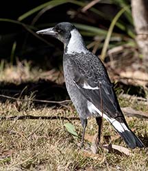 Australian Magpie 7  - Cracticus tibicen
