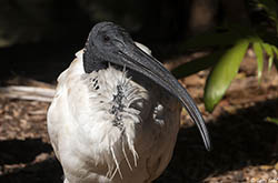 Australian White Ibis 1 - Threskiornis moluccus