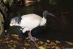 Australian White Ibis 2 - Threskiornis moluccus